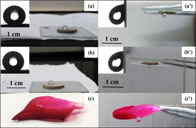 Biomimetic Structure 2
